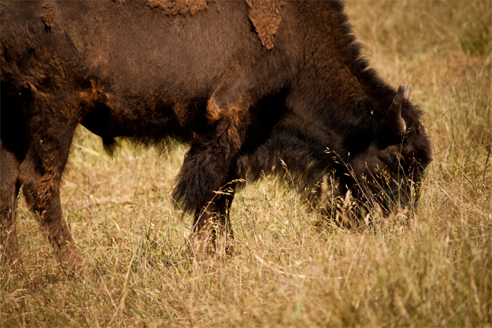 American Bison