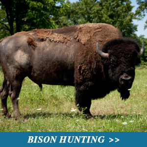 Bison Hunting