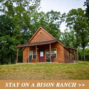 Stay on a Bison Ranch