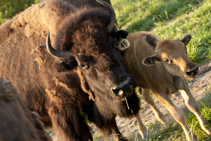 American Bison