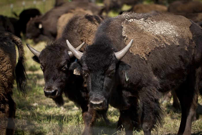 American Bison