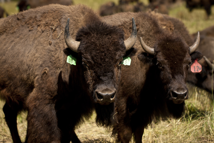 Bison Herd