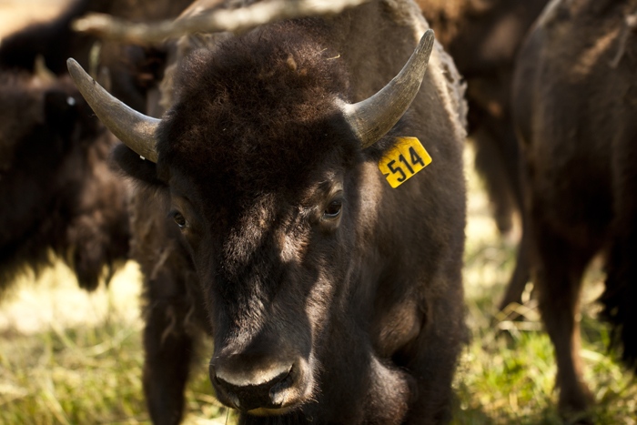 Bison on Ranch