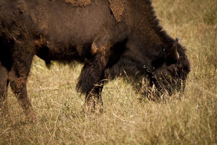 Bison Grazing