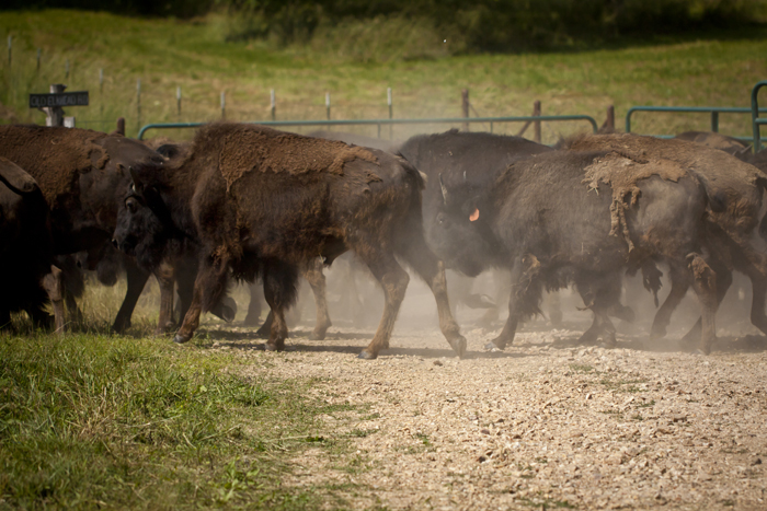 Bison