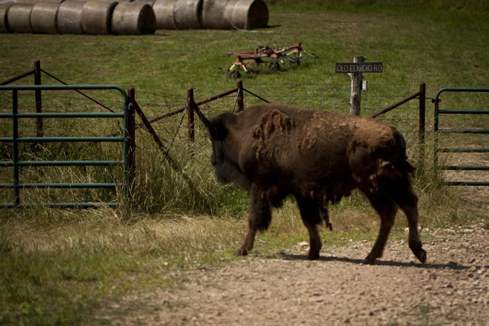 American Bison