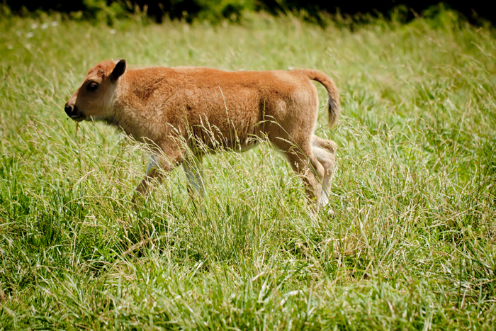 American Bison