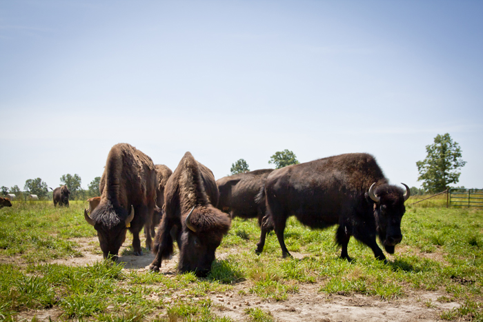 American Bison