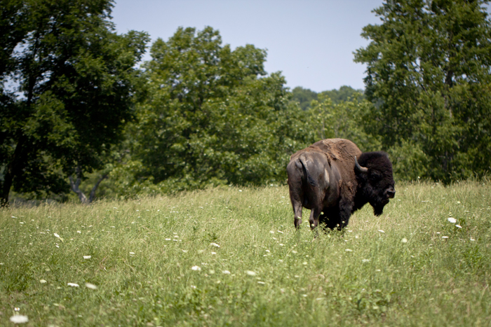 Bison Bull